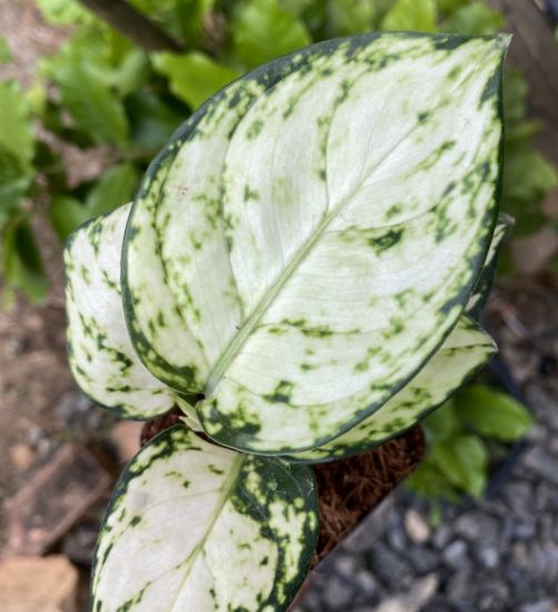 Picture of Aglaonema- Super white with pot