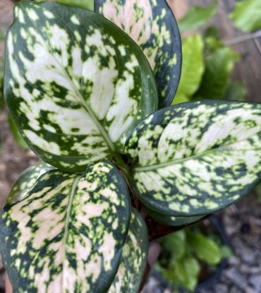 Picture of Aglaonema- Pink Prince-with pot