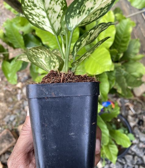 Picture of Aglaonema- Pink Prince-with pot