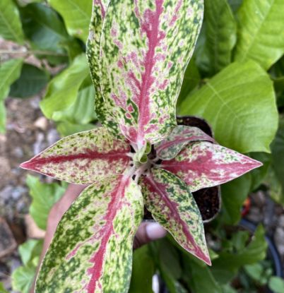 Picture of Aglaonema- fire red-with pot