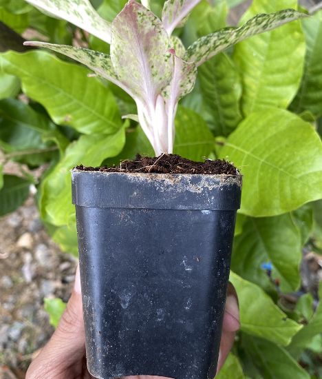 Picture of Aglaonema- fire red-with pot