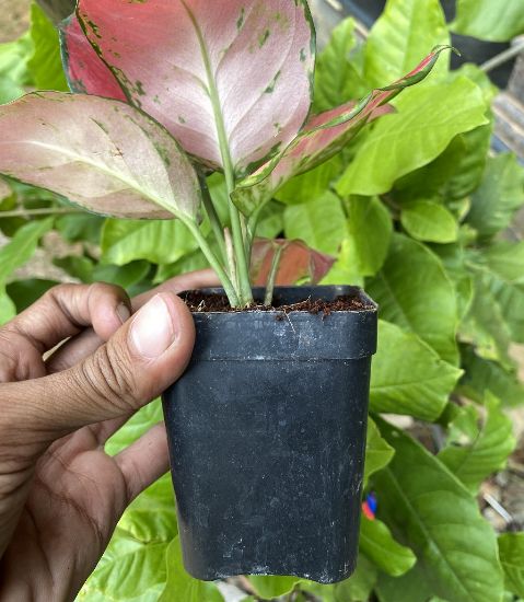 Picture of Aglaonema- Anjumani red-with pot