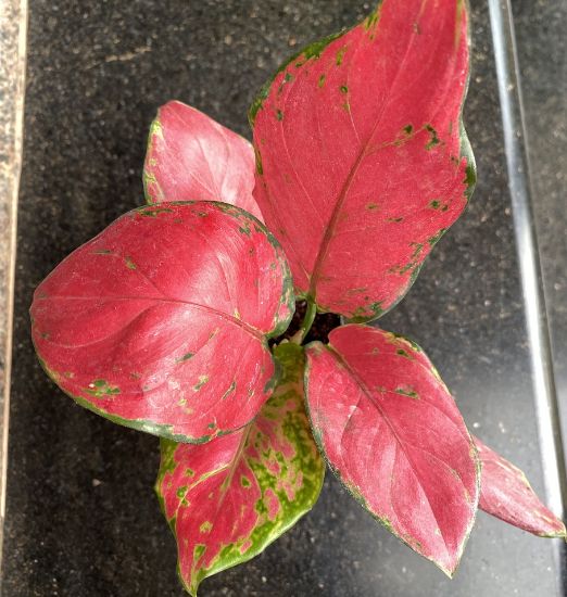 Picture of Aglaonema- Anjumani red-with pot