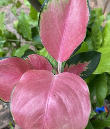 Picture of Aglaonema- China red/Suksam pink -with pot