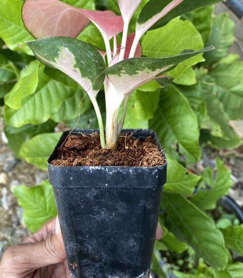 Picture of Aglaonema- China red/Suksam pink -with pot