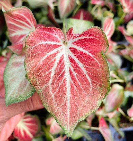 Picture of Caladium Combo - 5 Jiffy plants, 5 colors