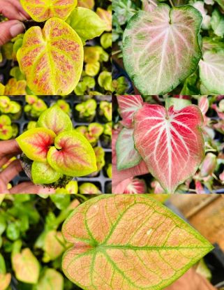 Picture of Caladium Combo - 5 Jiffy plants, 5 colors