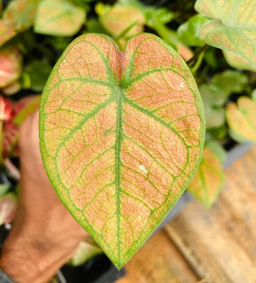 Picture of Caladium Combo - 5 Jiffy plants, 5 colors