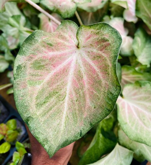 Picture of Caladium Combo - 5 Jiffy plants, 5 colors