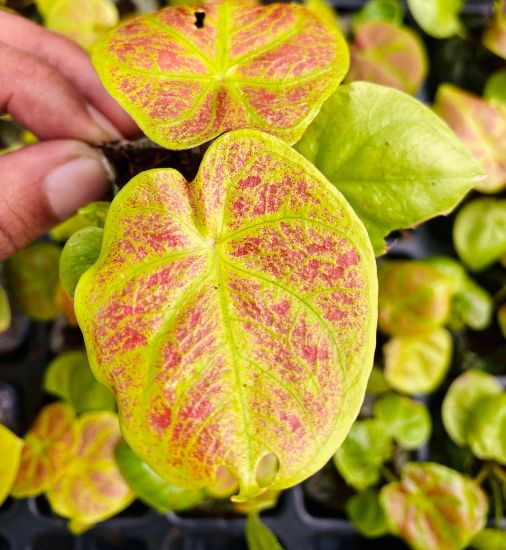 Picture of Caladium Combo - 5 Jiffy plants, 5 colors