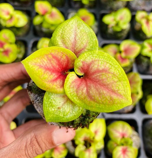 Picture of Caladium Combo - 5 Jiffy plants, 5 colors