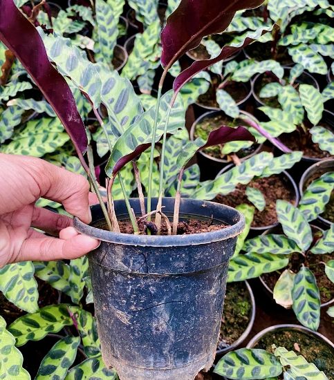 Picture of Calathea - Rattlesnake