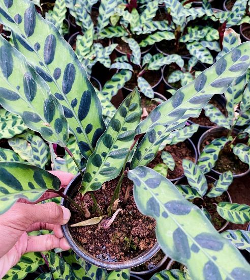 Picture of Calathea - Rattlesnake