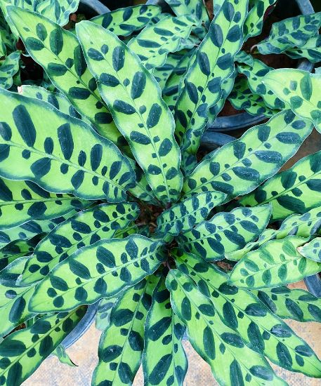 Picture of Calathea - Rattlesnake - with pot