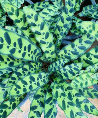 Picture of Calathea - Rattlesnake