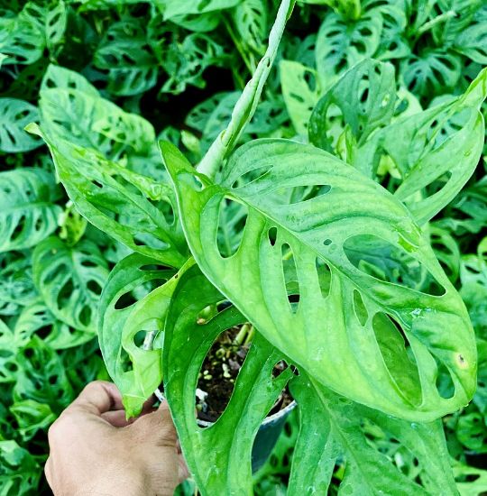 Picture of Monstera adansonii - Swiss Cheese vine