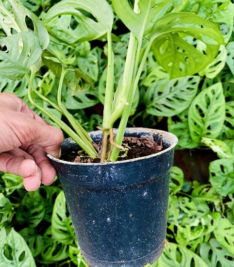 Picture of Monstera adansonii - Swiss Cheese vine