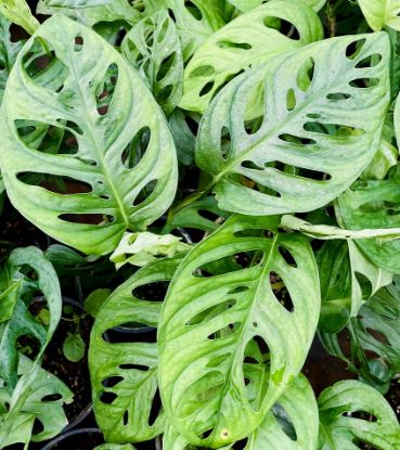 Picture of Monstera adansonii - Swiss Cheese vine