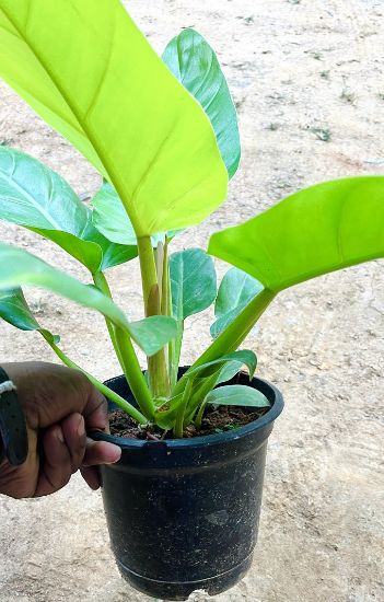 Picture of Philodendron - Melinonii Gold