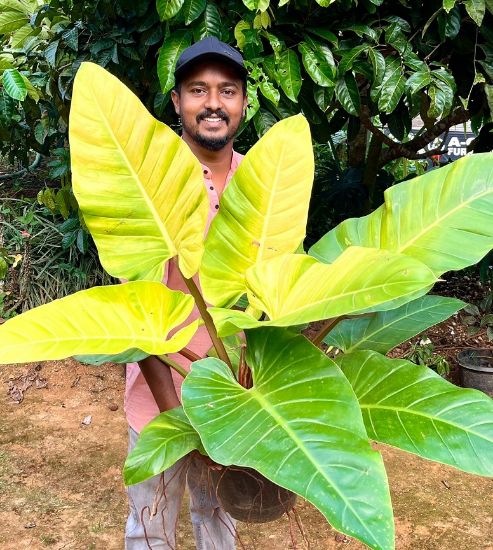 Picture of Philodendron - Melinonii Gold