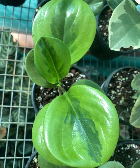 Picture of Peperomia combo-2 plants ,Obtusfolia lemon lime and Marble