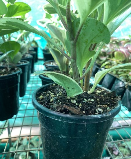 Picture of Peperomia combo-2 plants ,Obtusfolia lemon lime and Marble