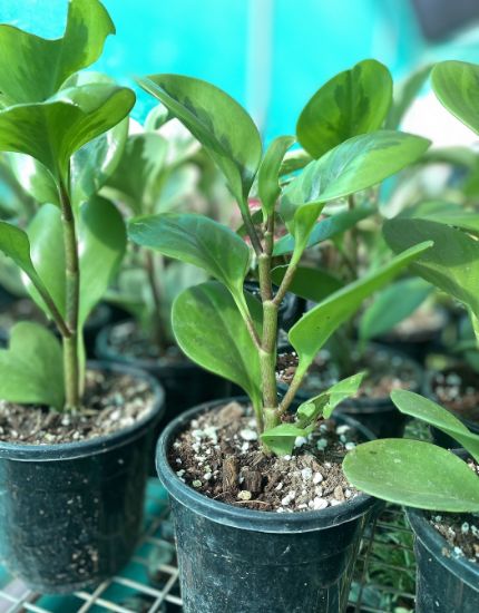 Picture of Peperomia combo-2 plants ,Obtusfolia lemon lime and Marble