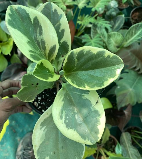 Picture of Peperomia combo-2 plants ,Obtusfolia lemon lime and Marble