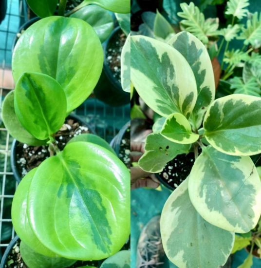 Picture of Peperomia combo-2 plants ,Obtusfolia lemon lime and Marble