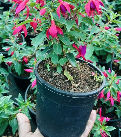 Picture of Fuchsia - Pink - Dancing Lady - with pot