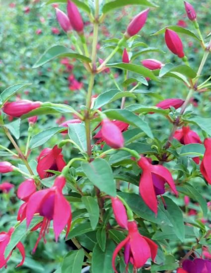 Picture of Fuchsia - Pink - Dancing Lady - with pot