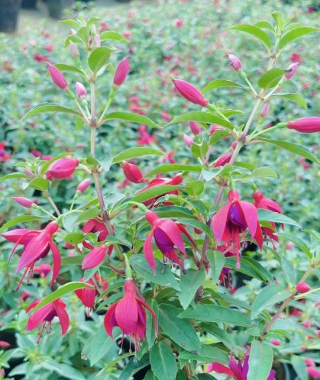 Picture of Fuchsia