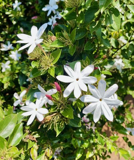 Picture of Star Jasmine - Kakkada mulla