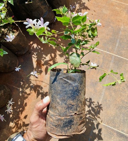 Picture of Star Jasmine - Kakkada mulla