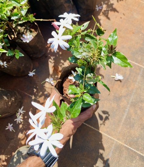 Picture of Star Jasmine - Kakkada mulla