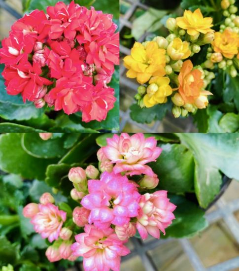 Picture of Kalanchoe combo- 3 color- 3 Shot plant