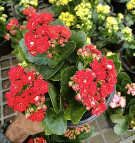 Picture of Kalanchoe combo- 3 color- 3 Shot plant