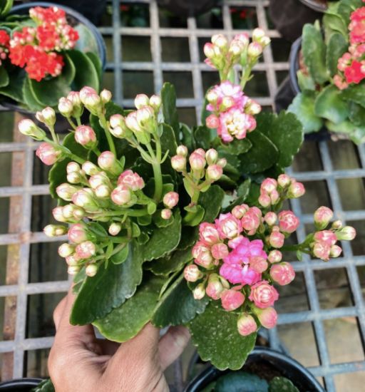 Picture of Kalanchoe combo- 3 color- 3 Shot plant