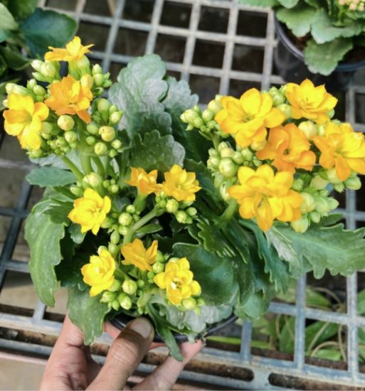 Picture of Kalanchoe combo- 3 color- 3 Shot plant