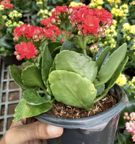 Picture of Kalanchoe combo- 3 color- 3 Shot plant