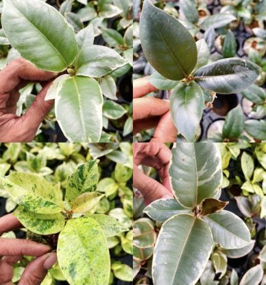 Picture of Rubber Plants combo- Jiffy plants- 4 color- 4 verieties