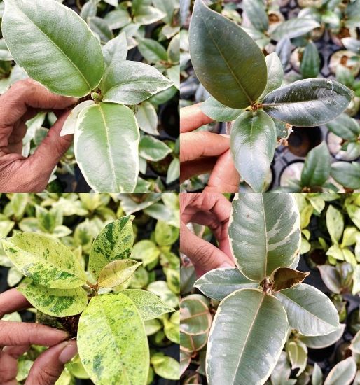 Picture of Rubber Plants combo- Jiffy plants- 4 color- 4 verieties