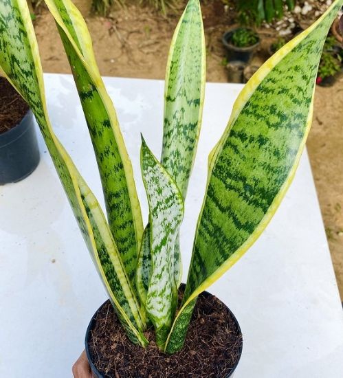 Picture of Snake plant - yellow