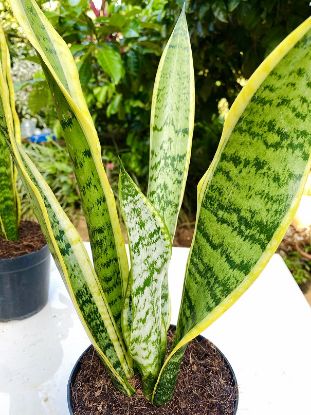 Picture of Snake plant - yellow