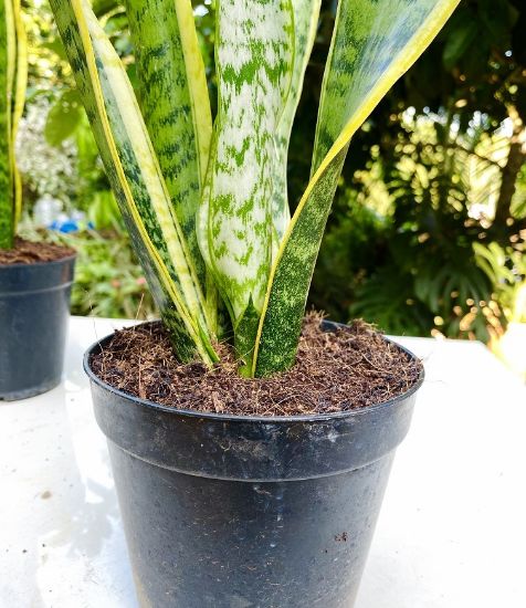 Picture of Snake plant - yellow