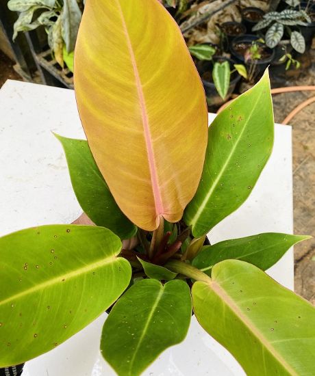 Picture of Philodendron combo- Big plants- 4 color- 4 verieties