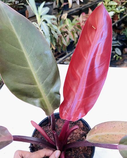 Picture of Philodendron combo- Big plants- 4 color- 4 verieties