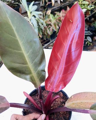 Picture of Philodendron - Red