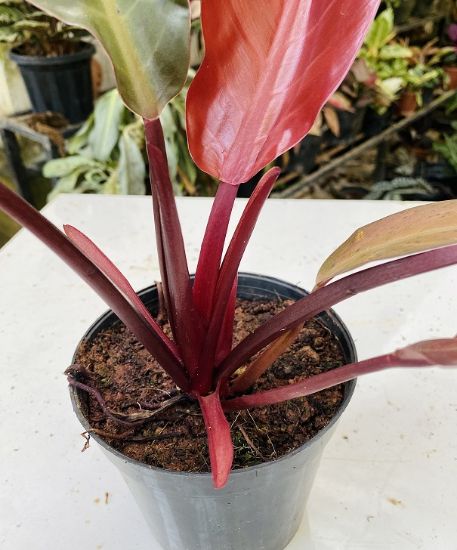 Picture of Philodendron - Red