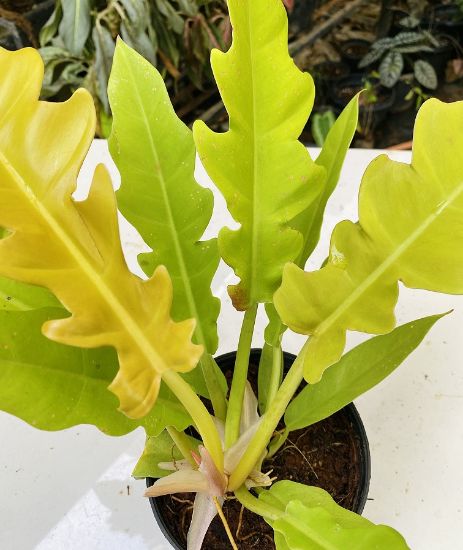 Picture of Philodendron - Golden Saw- Big Plant